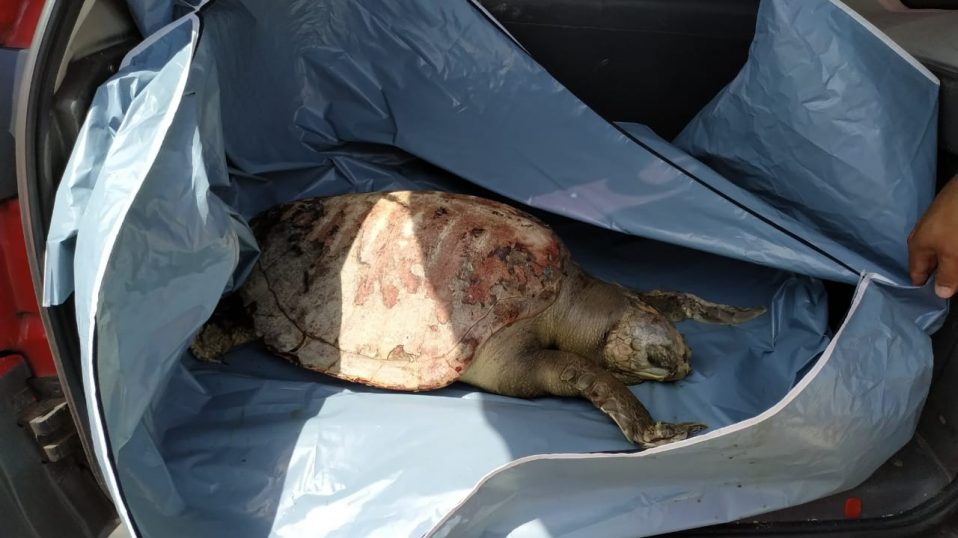 Tartaruga é encontrada morta na Praia de São Marcos
